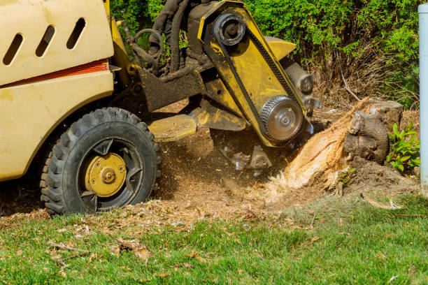 Best Tree Removal Cost  in USA